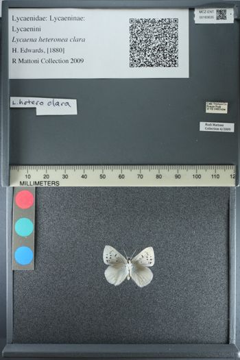 Media type: image;   Entomology 183635